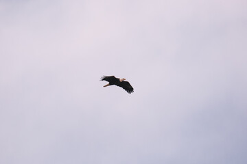 Eagle