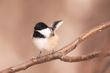 Young Chickadee Duluth MN Minnesota