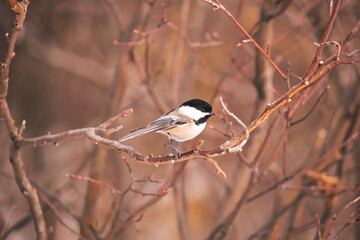 Young Chickadee Duluth MN Minnesota