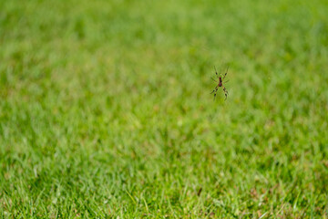 Photo Banana Spider on a web green grass blurry background