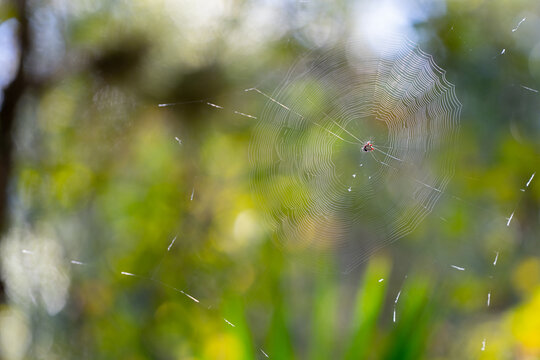 Crab Spider on a web wildlife photography
