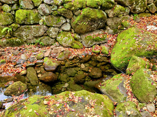 moss-growing stream in the autumn