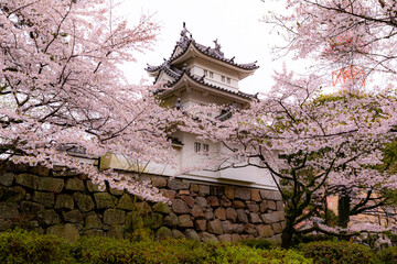 桜と津城