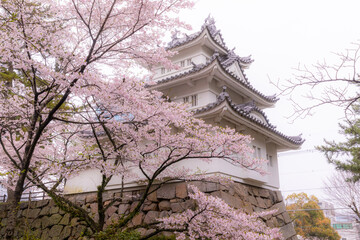 Fototapeta premium 満開の桜と城