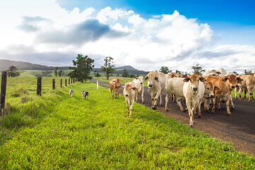 Brahman Cattle Being Herded Along The Road
