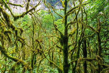 Relict boxwood forest, a historical conservation Park, in a mountain canyon .