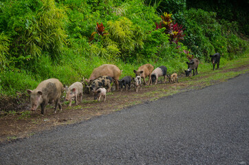 Herd of pigs in the street in Samo