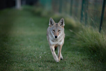 coyote in the grass running straight at camera headshot close encounter in city
