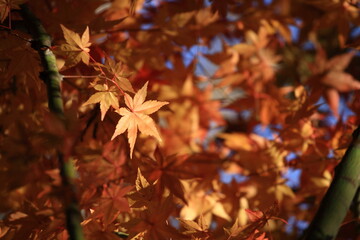 The maple leaves in autumn with blurry background