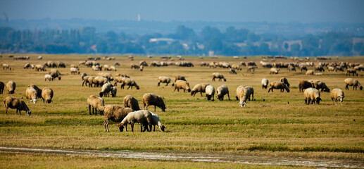 Fototapeta na wymiar Herd of sheeps grazing on salt marshes of Normandy in summer
