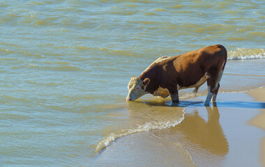bull drinks clean water from the lake. clean water of lake Baikal. bull as a symbol of the new year and christmas 2021