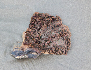 Brain coral at the beach