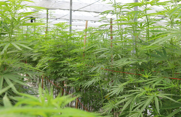 Marijuana or cannabis growing in green house. Raw material for medical use. 