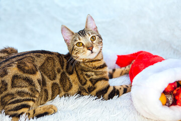Bengal cat laying on the white background with christmas decorations.