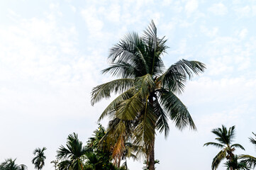 Obraz na płótnie Canvas Coconut Palm tree background photo in Autumn seasonal theme back-lit but vibrant color sunrise sky. Palm tree in illuminated by sunlight. Goa Sea Beach India. Beauty in nature horizon Backgrounds.