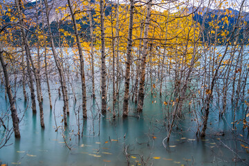 Dried Birch Branches and fallen golden foliage on the emerald green water surface. Scenery view at Abraham lake shore in autumn season. Jasper National Park, Alberta, Canada.