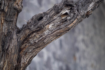 Obraz premium tree bark