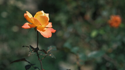 orange rose flower in the garden with negative space