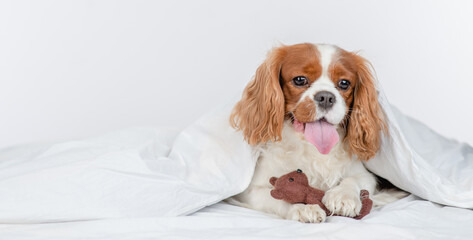 King charles spaniel dog  sits under a warm blanket on a bed at home and hugs favorite toy bear. Empty space for text