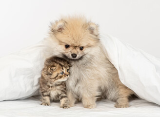 Pomeranian spitz puppy and tabby kitten sit together under warm blanket on a bed at home
