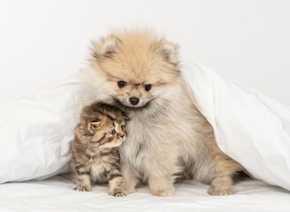 Obraz premium Pomeranian spitz puppy and tabby kitten sit together under warm blanket on a bed at home