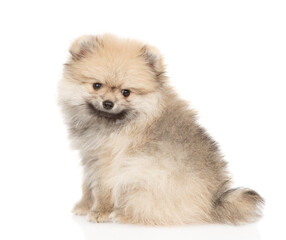 Pomeranian spitz sits in side view. Isolated on white background