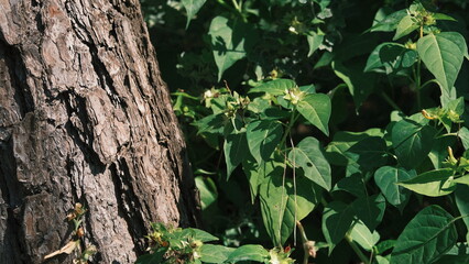 ivy by the trunk of a large tree