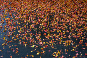 Fall color, small maple leaves in red, yellow, and orange, fallen on an asphalt driveway, as a nature background
