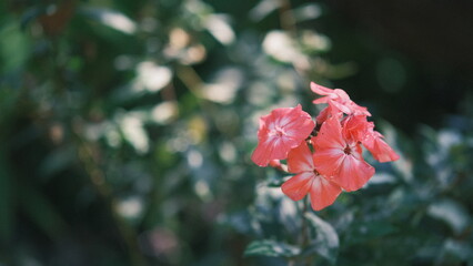 Obraz premium red flower in the garden