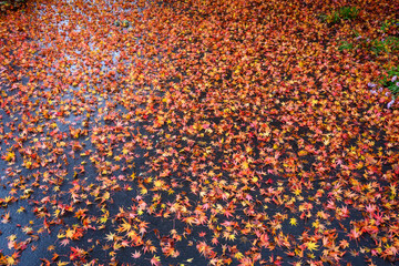 Fall color, small maple leaves in red, yellow, and orange, fallen on an asphalt driveway, as a nature background
