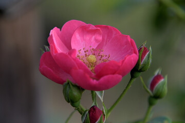 ピンク色の小さな花を咲かせた、アンジェラという名前の蔓バラ