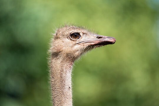 rhea wildbird sling