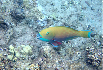 Naklejka na ściany i meble Steepheaded parrotfish, scientific name is Chlorurus gibbus, it belongs to the family Scaridae, inhabits coral reefs, has teeth resembling parrot beak, it changes body color during life cycle