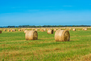 Bales of hay on a farm paddock