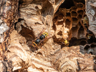 The European hornet, lat. Vespa crabro, is the largest eusocial wasp native to Europe