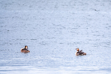 Two stunning adult Great crested Grebe, Podiceps cristatus, swimming in the lake, one of the parents has their cute babies riding on its back