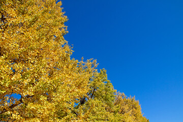 Fototapeta premium The leaves of the trees turn yellow in Autumn
