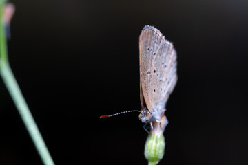 The Copper butterfly (Sylhet Oakblue) on the tree flower