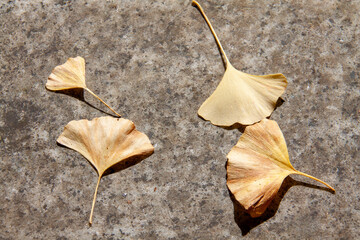 Fan-shaped Yellow Fallen Leaves in Autumn