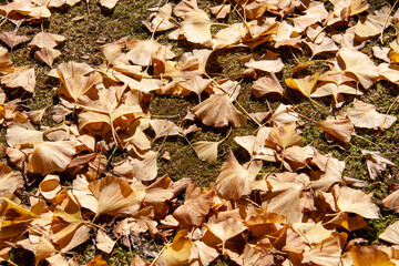 Yellow leaves fall to the earth in autumn