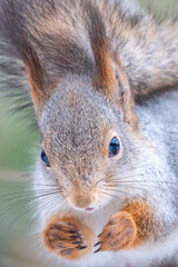 The squirrel with nut sits on a tree in the winter or autumn