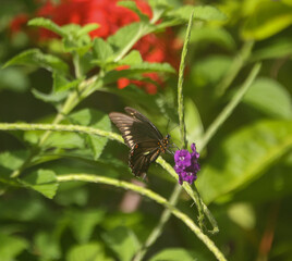 butterfly on flower