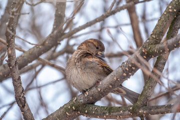 Sparrow bird cleans feathers on a tree branch in winter or late autumn