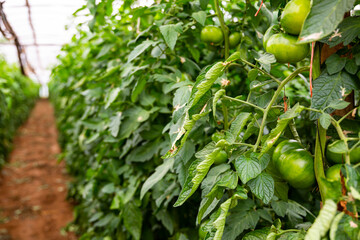 Green tomatoes grow in rows in a greenhouse closeup