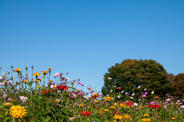 Garden full of colorful autumn flowers