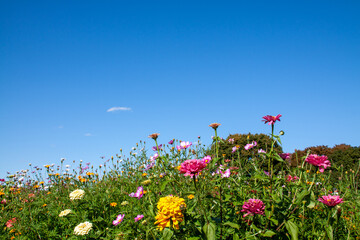 A garden full of colorful flowers such as zinnias under the blue sky in autumn