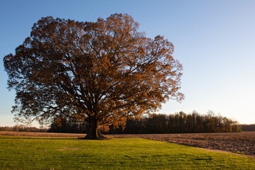 Old tree lit by evening sun