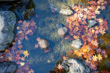 Fototapeta na wymiar Falling maple leaves in Japanese garden pond