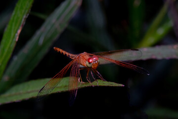 Close up, Beautiful dragonfly on the leaf in the nature.