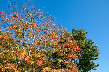 Naklejka premium The season when the leaves begin to change